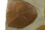 Wide Plate with Two Fossil Leaves (Two Species) - Montana #377957-3